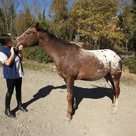Il Vecchio Olmo Chalet Gagliano Aterno