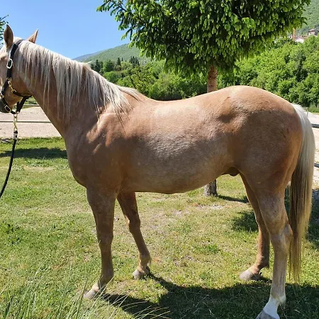 Il Vecchio Olmo Alpesi faház