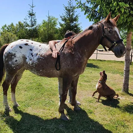 Alpesi faház Il Vecchio Olmo