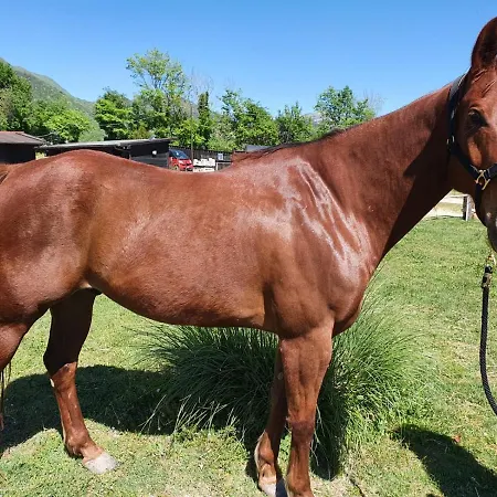 בקתה Il Vecchio Olmo *