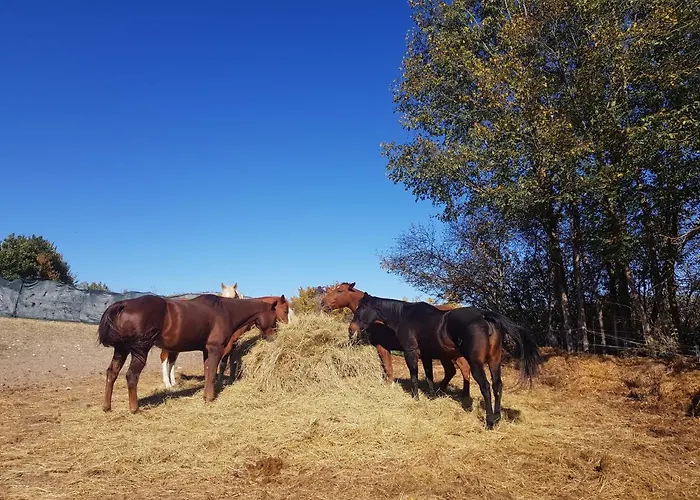 Chalet Il Vecchio Olmo *