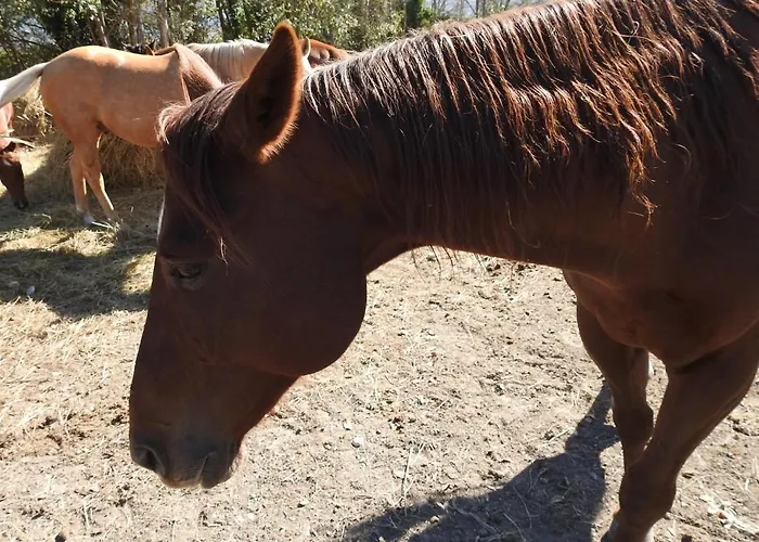 Il Vecchio Olmo Chalet