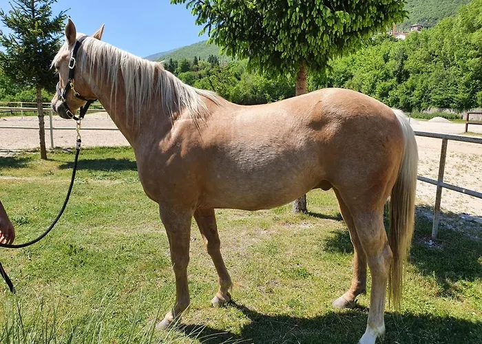 Il Vecchio Olmo Шале