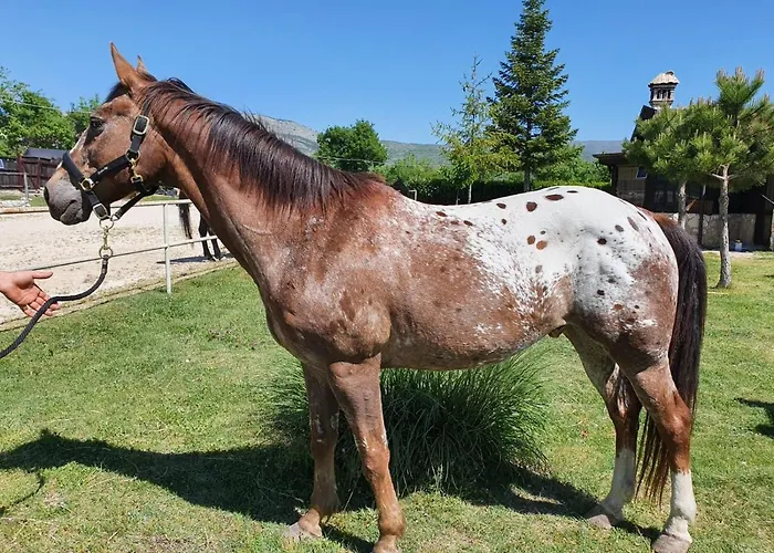 Шале Il Vecchio Olmo Gagliano Aterno