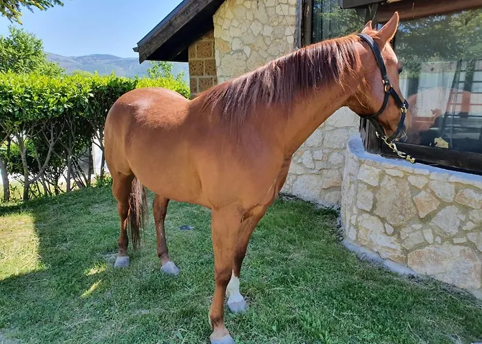 Il Vecchio Olmo Gagliano Aterno