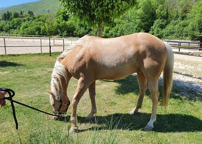 Шале Il Vecchio Olmo Gagliano Aterno