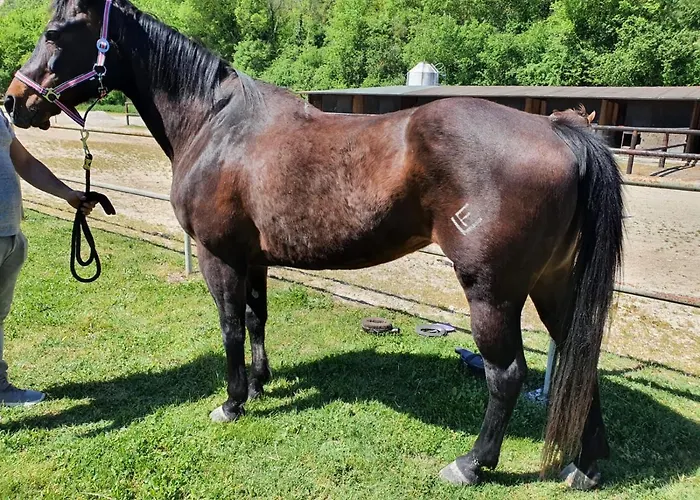 Chalet Il Vecchio Olmo *