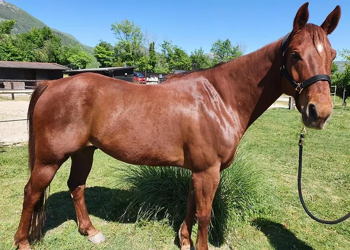 Шале Il Vecchio Olmo *